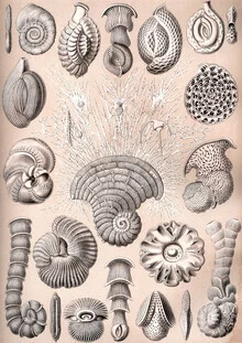 Illustration by Vintage Nature Graphics: detailed depiction of a shellfish