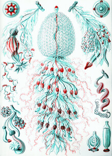 Vintage Nature Graphics, Siphonophorae (Deutschland, Europa)