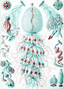 Illustration by Vintage Nature Graphics: Detailed depiction of Siphonophorae