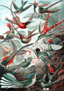 Vintage Nature Graphics, Trochilidae (Deutschland, Europa)