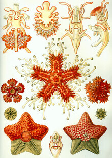 Vintage Nature Graphics, Asteridea (Deutschland, Europa)