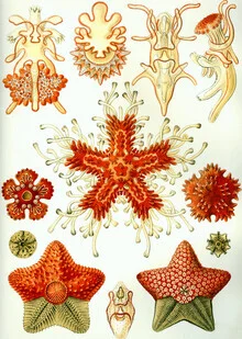 Illustration by Vintage Nature Graphics: starfish in soft colors, underwater, floral design