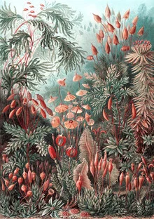 Illustration von Vintage Nature Graphics: detailreiche Muscinae mit sanften Farben