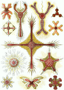 Vintage Nature Graphics, Discoidea (Deutschland, Europa)