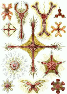 Wall art by Vintage Nature Graphics: stylized underwater world featuring a starfish