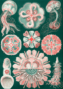 Vintage Nature Graphics, Discomedusae 3 (Deutschland, Europa)