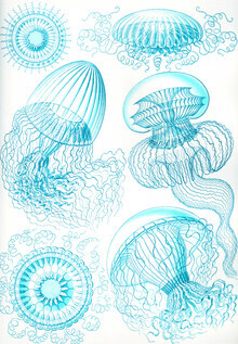 Vintage Nature Graphics, Leptomedusae (Deutschland, Europa)