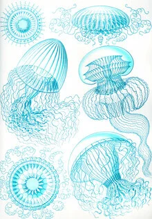 Illustration by Vintage Nature Graphics: jellyfish in soft colors underwater