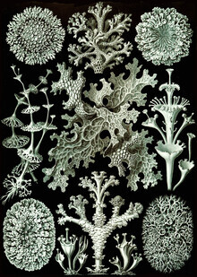 Vintage Nature Graphics, Lichenes (Deutschland, Europa)