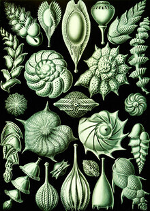 Vintage Nature Graphics, Thalamophora (Deutschland, Europa)