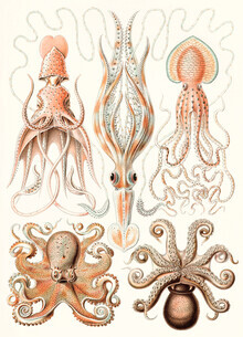 Vintage Nature Graphics, Gamochonia (Deutschland, Europa)