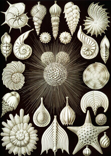 Vintage Nature Graphics, Thalamphora (Deutschland, Europa)