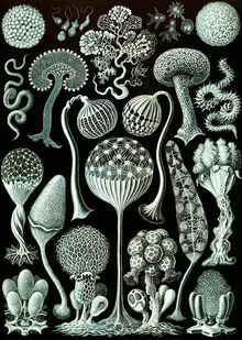 Illustration by Vintage Nature Graphics: Mycetozoa in calm underwater colors