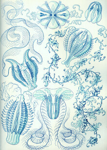 Vintage Nature Graphics, Ctenophorae (Deutschland, Europa)