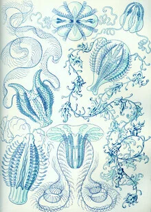 Illustration by Vintage Nature Graphics: jellyfish in soft colors and flowing shapes
