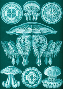 Vintage Nature Graphics, Discomedusae (Deutschland, Europa)
