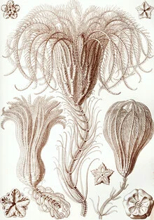 Illustration by Vintage Nature Graphics: stylized Crinoidea underwater