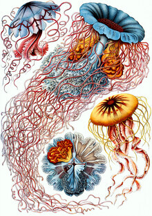 Vintage Nature Graphics, Discomedusae (Deutschland, Europa)