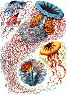 Illustration of jellyfish in soft colors and details, depicting underwater life.