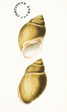 Vintage Nature Graphics, Vintage Illustration Muscheln 6 (Deutschland, Europa)