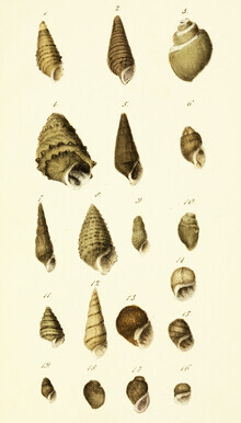 Vintage Nature Graphics, Vintage Illustration Muscheln 8 (Deutschland, Europa)