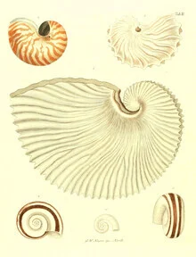 Wall art featuring a vintage illustration of shells in soft colors.