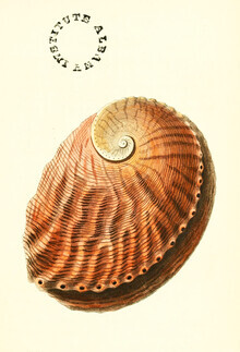 Vintage Nature Graphics, Vintage Illustration Muschel (Deutschland, Europa)