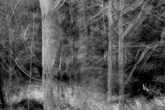 Forest scene with trees in soft green hues, conveying calmness and a connection to nature