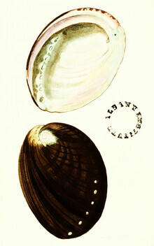 Vintage Nature Graphics, Vintage Illustration Muscheln 2 (Deutschland, Europa)