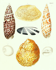 Vintage Nature Graphics, Vintage Illustration Shells 3 (Germany, Europe)