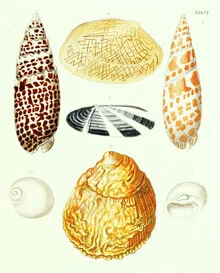 Illustration by Vintage Nature Graphics: detailed shells on a soft background.