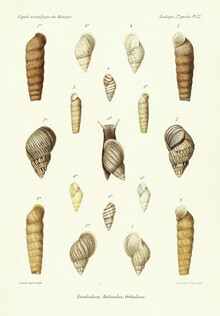 Vintage Nature Graphics, Vintage Illustration Shells 14 (Germany, Europe)