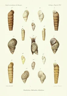 Illustration by Vintage Nature Graphics depicts detailed seashells in soft colors.