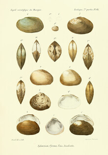 Vintage Nature Graphics, Vintage Illustration Muscheln 13 (Deutschland, Europa)