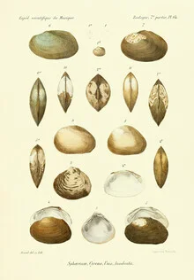 Illustration by Vintage Nature Graphics: numerous detailed seashells on a light background.