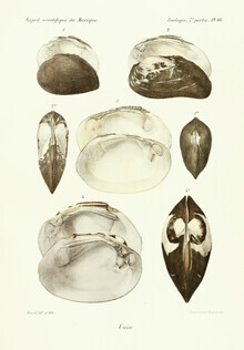 Vintage Nature Graphics, Vintage Illustration Muscheln 12 (Deutschland, Europa)