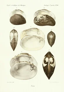 Vintage illustration of shells in soft colors, creating a calm atmosphere.