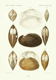 Vintage Nature Graphics, Vintage Illustration Muscheln 5 (Deutschland, Europa)