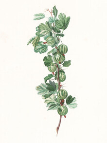Vintage Nature Graphics, Vintage Illustration Stachelbeeren 1 (Deutschland, Europa)