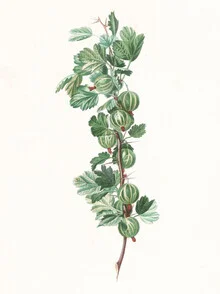 Illustration of gooseberries with soft colors and botanical details.
