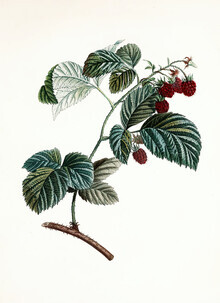 Vintage Nature Graphics, Vintage Illustration Himbeeren 1 (Deutschland, Europa)
