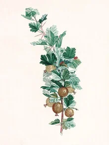 Illustration of gooseberries in soft colors, nostalgic style
