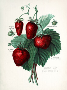 Vintage Nature Graphics, Vintage Illustration Erdbeeren (Deutschland, Europa)
