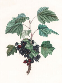 Vintage Nature Graphics, Vintage Illustration Blaubeeren 1 (Deutschland, Europa)