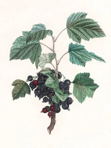 Vintage illustration of blueberries with soft colors and a botanical style.