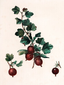 Vintage Nature Graphics, Vintage Illustration Stachelbeeren 4 (Deutschland, Europa)