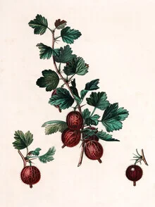 Illustration of gooseberries depicted in soft colors with fine details.