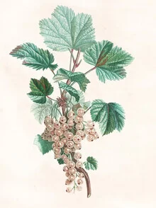 Illustration by Vintage Nature Graphics: white currants on a soft background.