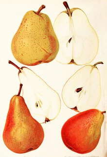 Illustration of pears in soft colors with botanical details.
