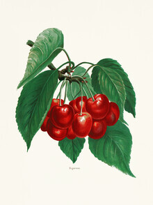 Vintage Nature Graphics, Vintage Illustration Kirschen 2 (Deutschland, Europa)